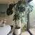 Giant monstera plant in modern white pot 1 thumbnail