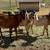 Nubian Bucks 4 thumbnail