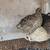 Male Coturnix Quail ***Special*** 2 thumbnail