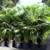 Areca Palms ///// Chrysalidocarpus (Dypsis) lutescens 8 thumbnail