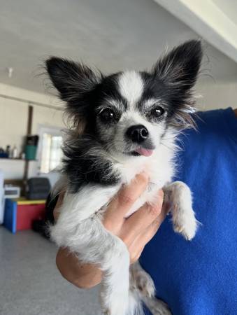 Perdido Chi de pelo largo negro y blanco - ORMOND BEACH - Cerca de Seabreeze High (Ormond Beachside)63846014612995120
