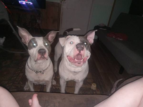 Female bulldog (Silver Springs)63687883258369120