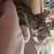 Male kitten 2 thumbnail