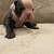 Olde English Bulldog Puppies 7 thumbnail