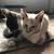 Siamese Maine Coon 10 thumbnail