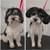Maltipoo Male 2 thumbnail