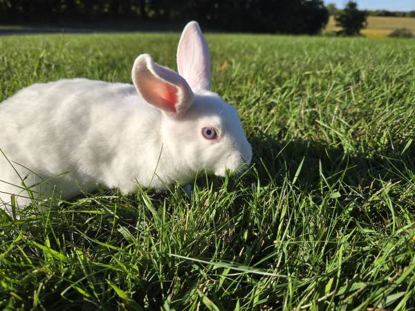 Mini Rex Rabbits (Carthage)63948542960771120