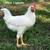 Chickens Happy Heart Farms 12 thumbnail