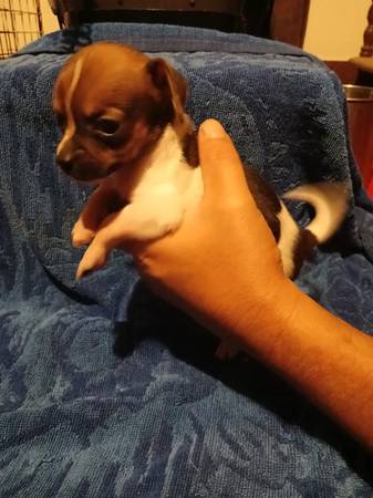Cachorro macho de raza chihuahua (Federalsburg)63872576213507121