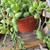 South African wide tongue succulents and other succulents 21 thumbnail