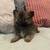 Pomeranian puppies for sale 6 thumbnail