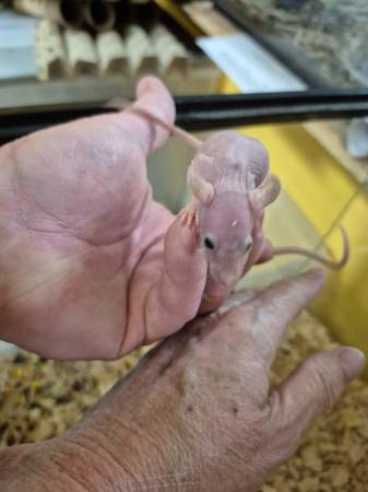 Ratas sin pelo (Burkburnett)63852007096833122