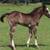 AQHA/APHA blue roan splash yearling 15 thumbnail