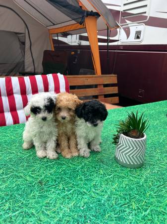 Toy poodle540694736945827843