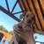Mini dachshund puppies 5 thumbnail
