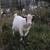 Nigerian Dwarf Wether 1 thumbnail