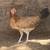 Gamefowl hen 1 thumbnail