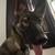Rehoming German Shepard 3 thumbnail