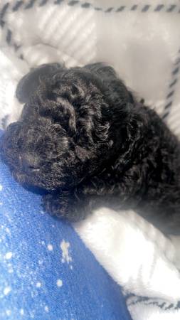 Tiny Toy Male poodle (Hamilton)63625228927235122