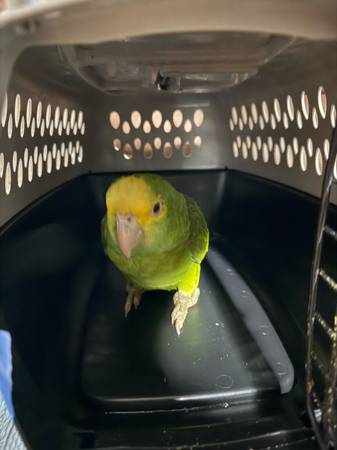 Double yellow amazon parrot (Worcester)64317642813057120