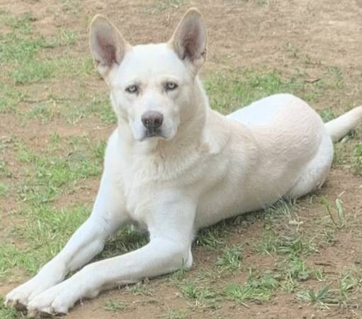 My boys need a new home. Husky Shepherd mix and a Shepherd hound mix. (Rio Linda)63679359570307123