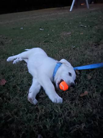 Cachorro macho de 9 semanas, cruce de English Lab/Great Pyrenees63908216871554121