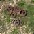 John Deere 999 2 Row Planter 12 thumbnail