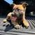 Belgian malinois rehome 21 thumbnail