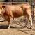 2 beefmasters heifers GENTLE!! 12 thumbnail