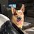 Red Heeler 4 thumbnail