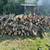 Free Oak Firewood 2 thumbnail