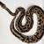 Clown het pied/ freeway/ leopard het clown / blackhead leopard 6 thumbnail