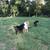 Kiko Boer cross service buck 10 thumbnail