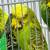 English Budgies / Parakeets 2 thumbnail