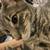 2 Free Cats – Loving Home Needed (El Paso) 1 thumbnail