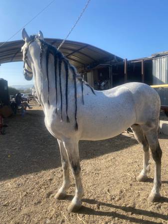 White horse 1