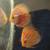 Discus pair for breeders and cobalt and heckal and snakekin 2 thumbnail