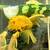 L144 XL Blue Eye Shortfin Bristlenose pleco 4 thumbnail
