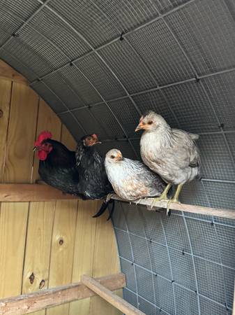 Pullets and few Roos (Gates)63882942582659123
