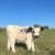 Highpark Mini Bull for Lease/Stud 6 thumbnail