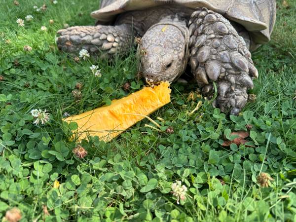 Beautiful, very large sulcata needs amazing home 1