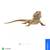 Bearded dragon 2 thumbnail