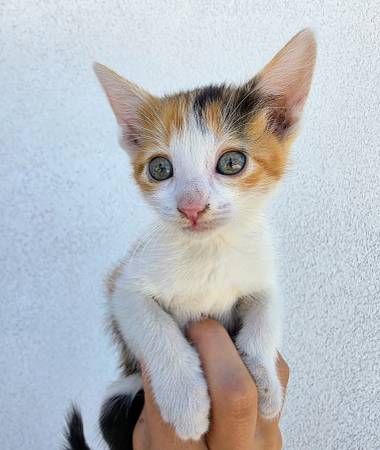 Foxy looking for loving home63679254904961120