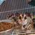 Sugar gliders 1 thumbnail