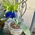 Plants-$5 each 14 thumbnail