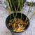 Japanese Arrow Bamboo 6 inch plastic pot 2 thumbnail