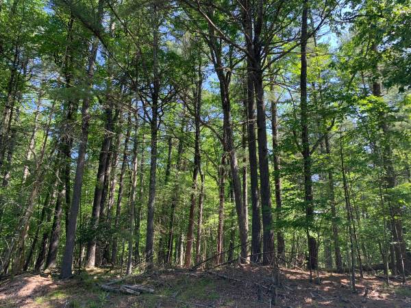 $9,000 / 51014ft2 - 1.24 Acre Lot nestled under the pine trees (Poconos, Dingmans Ferry PA)63502268445185121