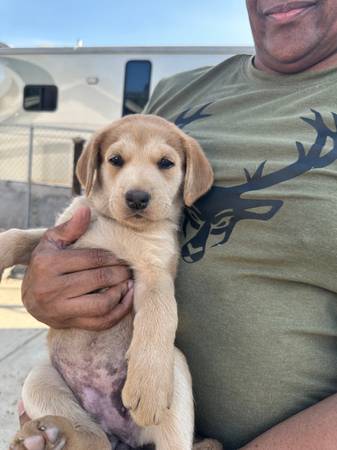 Cachorros Husky doodle en adopción (Encanto)63894602561026120