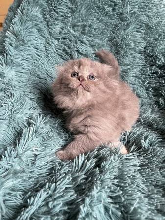 Rehoming beautiful kittens (Auburn, WA)64032355729921121