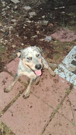 Blue heeler and A shepherd mix (Copperas cove)63898901521282121